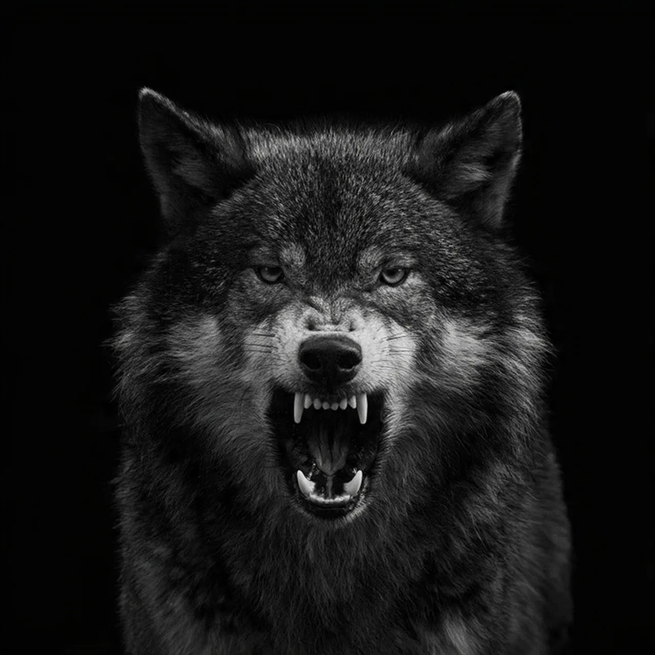 A growling wolf